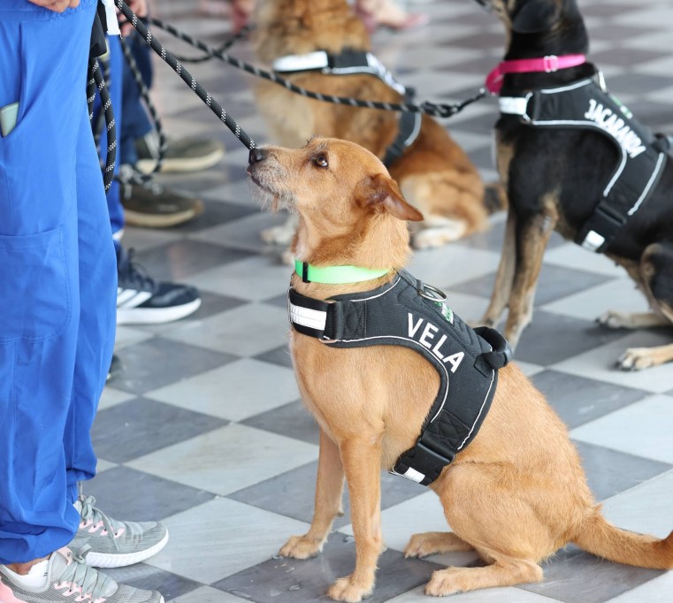 Modificarán el reglamento de bienestar a la fauna en Mérida