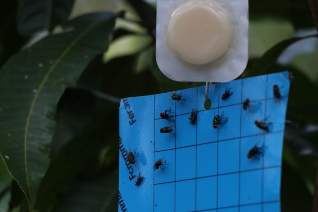 Instalan trampas para reducir la mosca del gusano barrenador