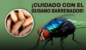 Reportan mil 307 casos de gusano barrenador en el Estado