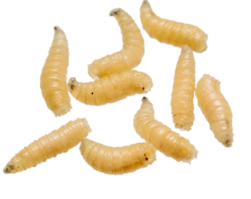 Mantiene Yucatán atención oportuna contra el gusano barrenador