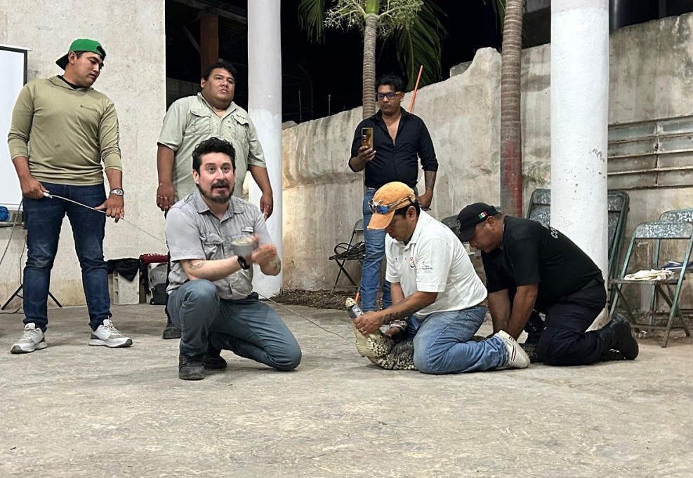 Capacita SDS en Río Lagartos para el manejo seguro de cocodrilos