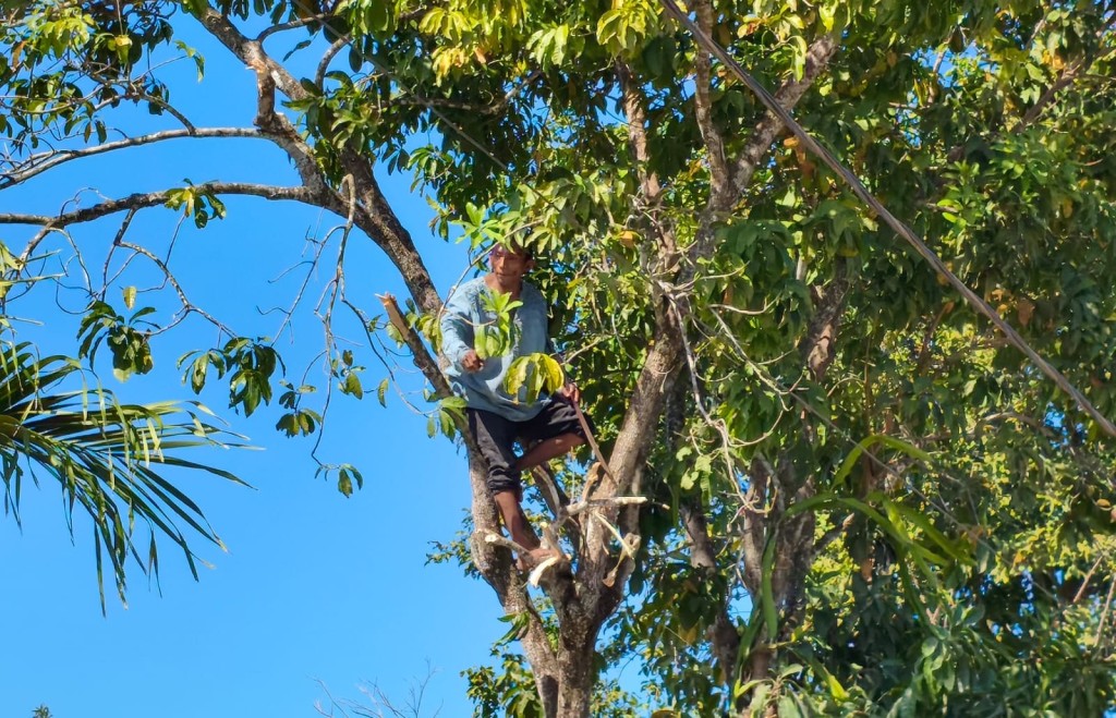 Quiso robar una moto y se subió a un árbol para que no lo atrapen, en Tizimín