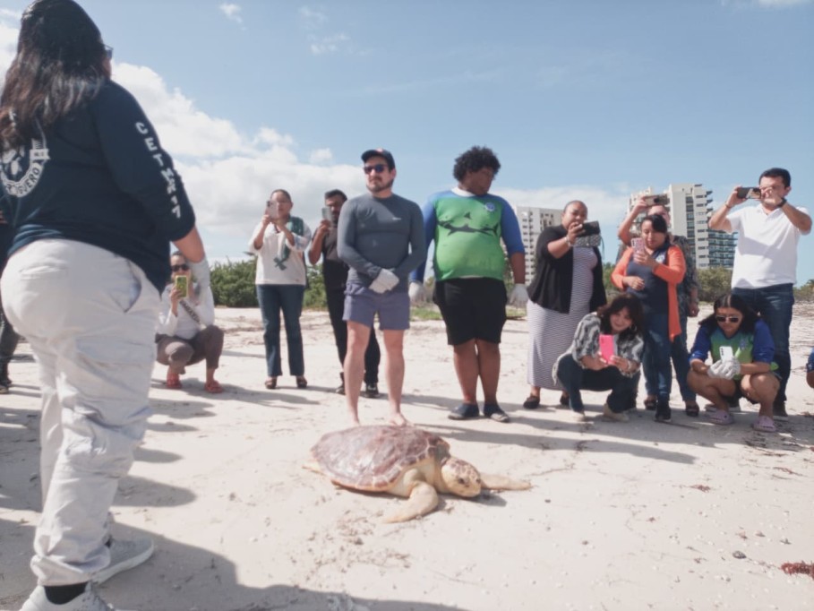Reintegran tortuga caguama a su hábitat