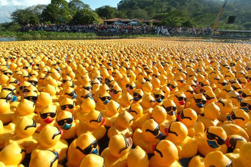 El club rotario espera botar 5,000 patitos de hule más en el acuaparque El club rotario espera botar 5,000 patitos de hule más en el acuaparque