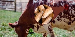 Registra Yucatán cero muertes por gusano barrenador del ganado