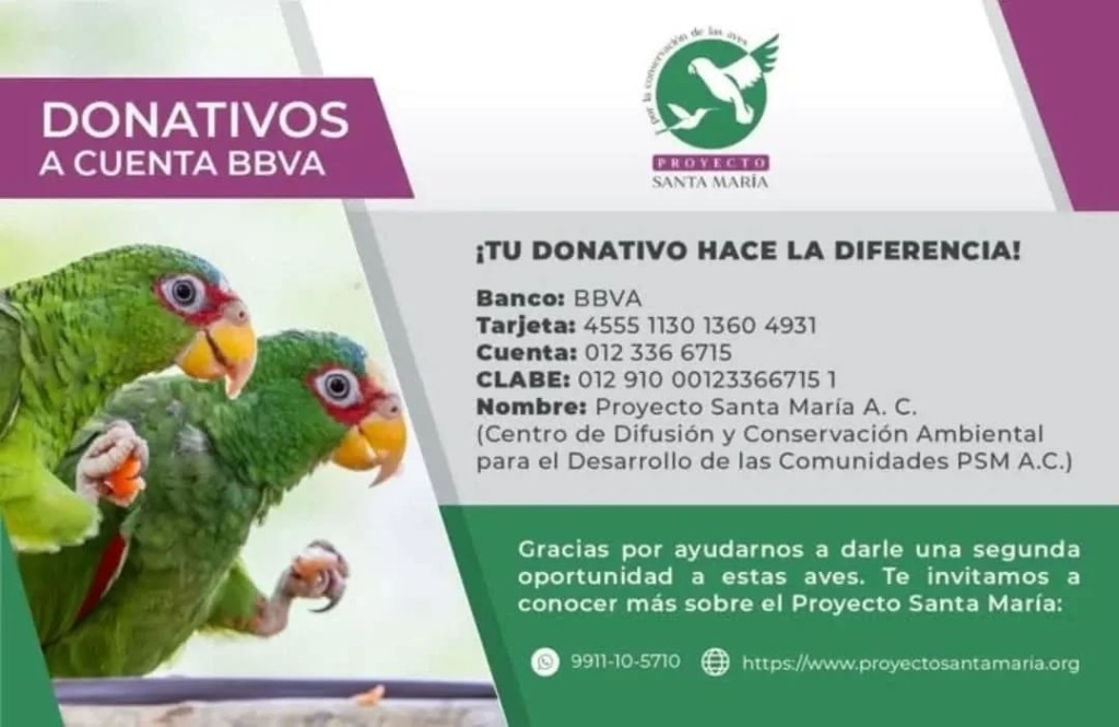 Hay un ave invasora en Yucatán que alerta a especialistas