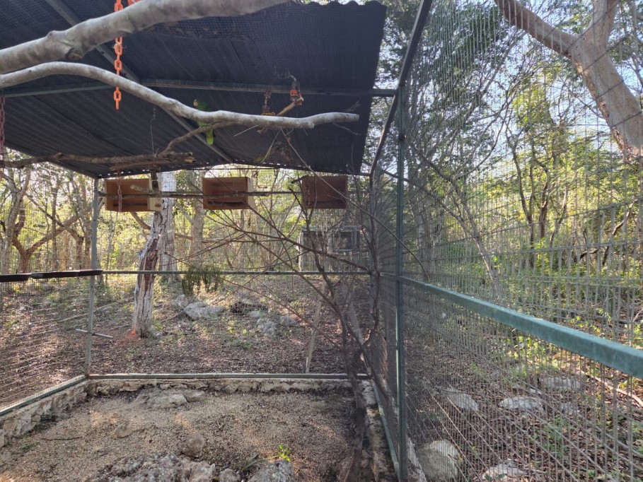 Solicitan, por el frío, ayuda para aves silvestres