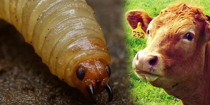 Ya hay menor registro de la presencia del gusano barrenador