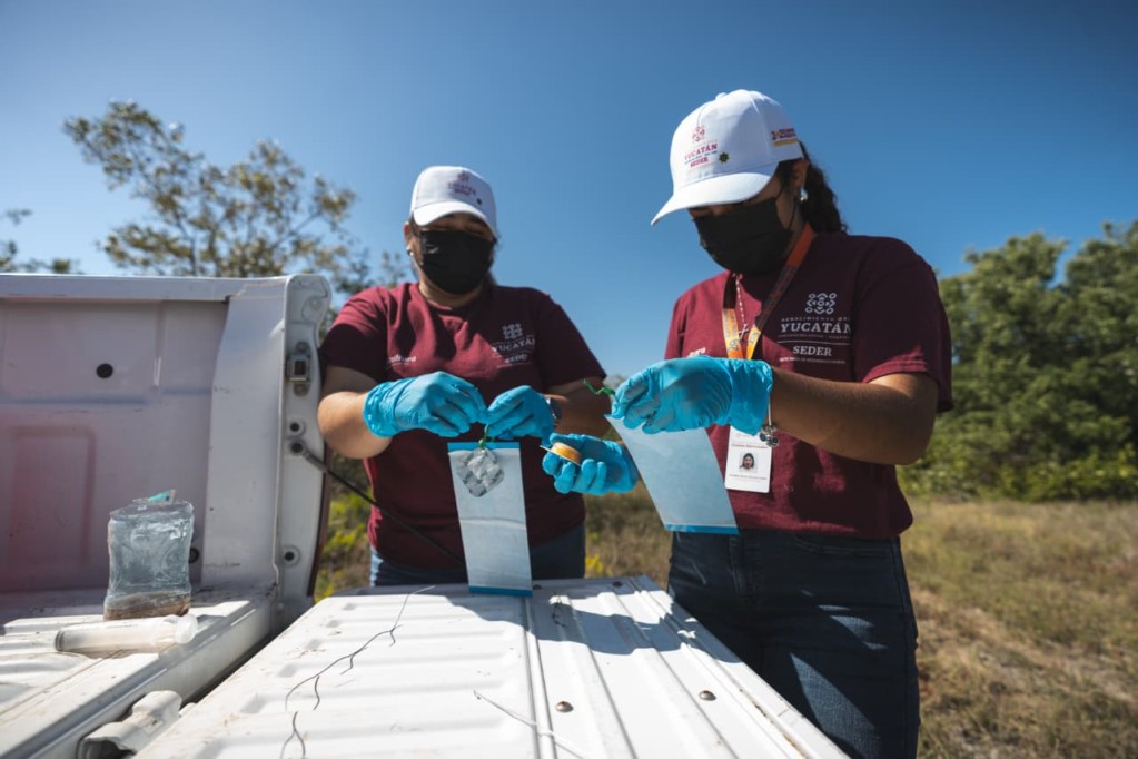 Avanza Yucatán en la sanidad animal con vigilancia permanente