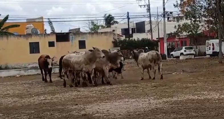 Se escapan 15 toros en Tizimín