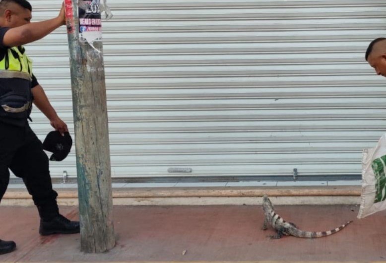 Muerde iguana a adulto mayor, cuando la quería atrapar