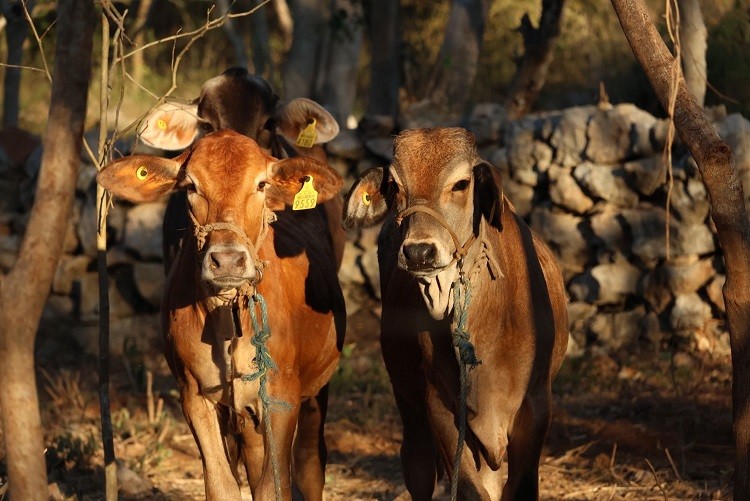 Exhortan a reforzar la revisión de animales, ante casos de gusano barrenador