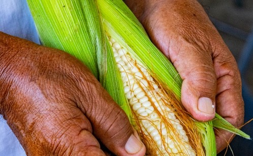 Arrancan las inscripciones para programa “Red por el Comercio Justo”, en Mérida