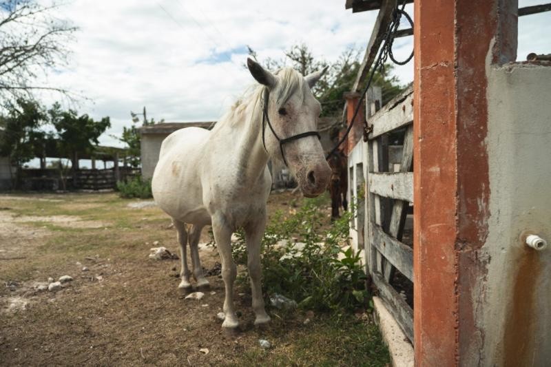 Sin muertes de ganado por gusano barrenador, en Yucatán