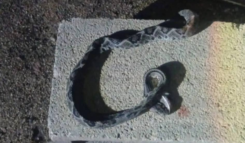 Cuidado con ataques de culebras