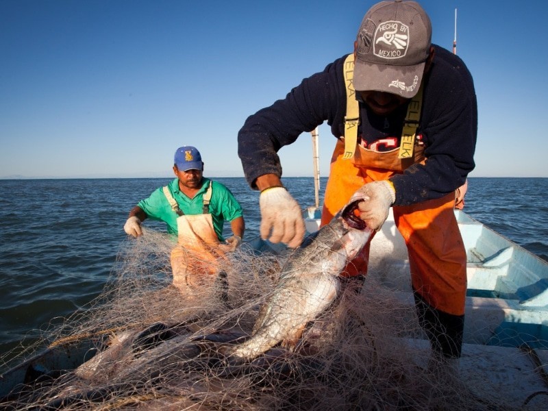 Comienza miércoles la pesca del mero