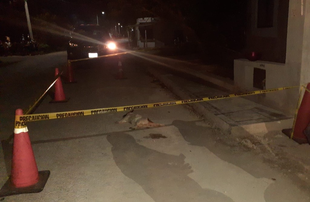 Atropellan a perra cargada, en Tizimín, y vecinos enfurecen