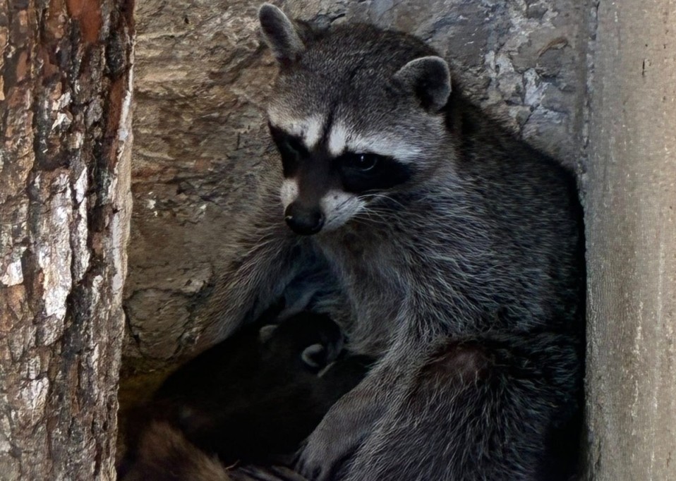 Se reportan más nacimientos en el zoo de Tizimín
