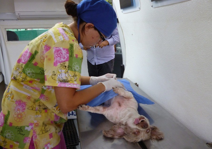 Llevarán Jornada de Esterilización a Bajo Costo hasta Colonia Yucatán