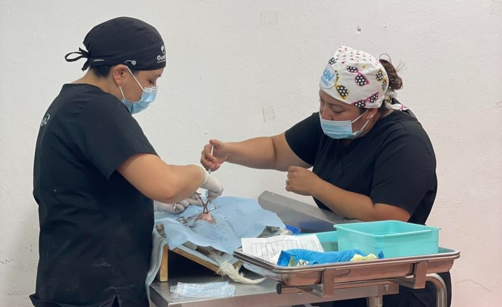 Llevarán jornada de esterilización de mascotas a comisarías de Tizimín