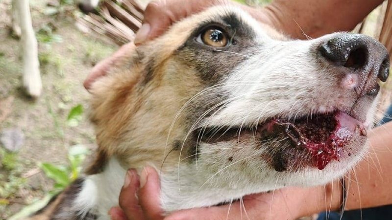 Aparece un tercer animal en la transmisión del gusano barrenador: el perro