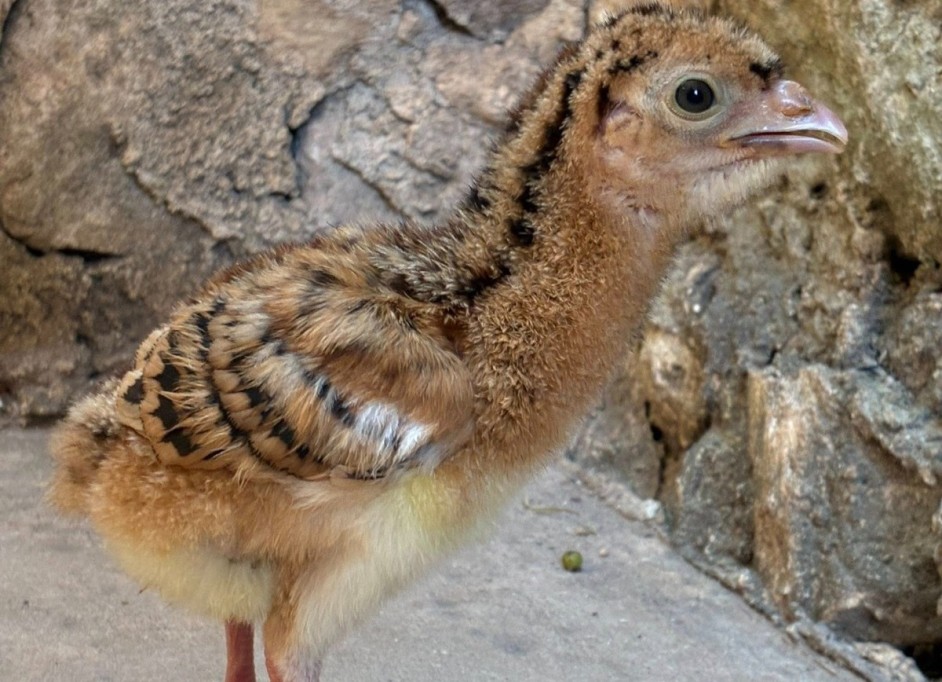 Nacimiento histórico de hocofaisán en el zoológico “La Reina”