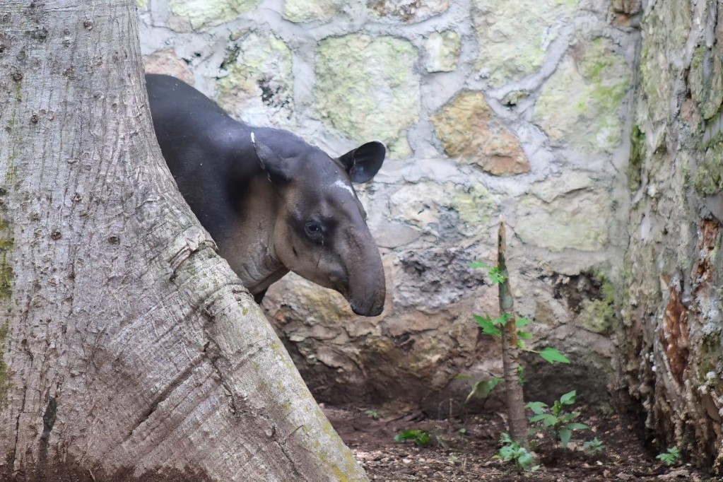 Abrirá este lunes el zoo de Tizimín, por el Día Mundial del Tapir