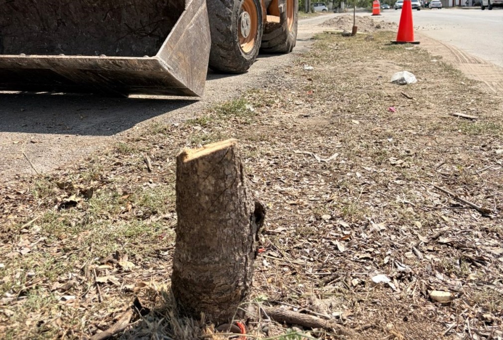 Enfrentaría empresa multa millonaria por tala ilegal, en Cholul