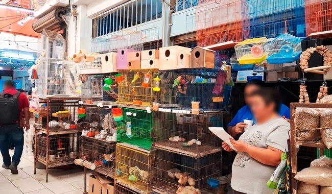Asegura Profepa 34 ejemplares de fauna silvestre, en el mercado Lucas de Gálvez