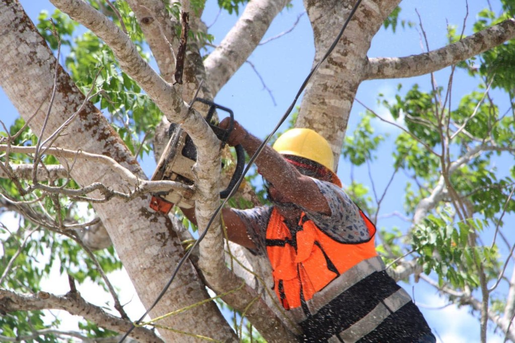 Actúa Protección Civil de Tizimín, ante riesgo eléctrico por un árbol