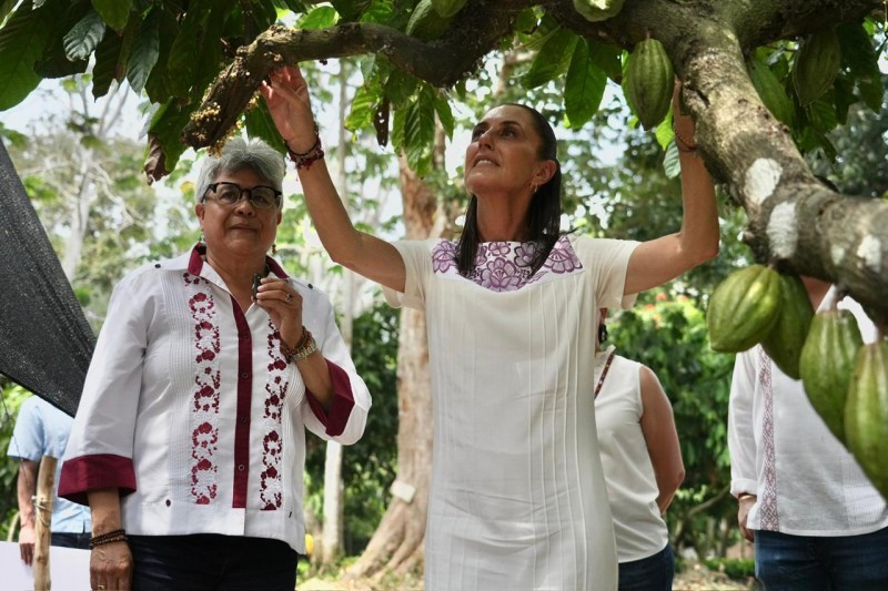 Anuncia presidenta proyecto “Precio justo para el cacao de Tabasco”