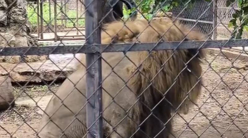 Desmienten enfermedad de león, en el Centenario