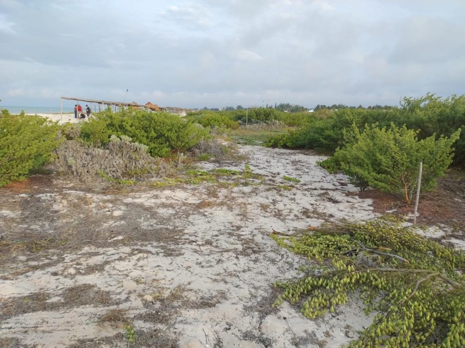 Lleva a cabo Semarnat la siembra de 30 hectáreas de dunas costeras