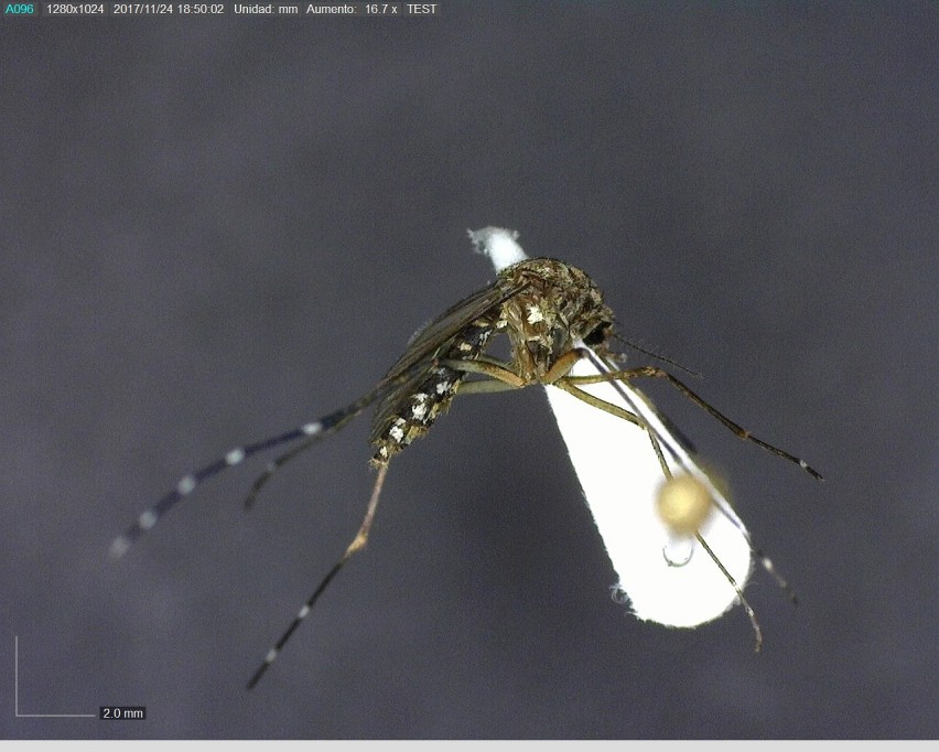 Llaman a identificar al mosquito transmisor y eliminar criaderos para prevenir dengue, zika y chikungunya