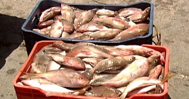 Dicen que les fue mal a vendedores de pescado y marisco del Lucás de Gálvez. Dicen que les fue mal a vendedores de pescado y marisco del Lucás de Gálvez.