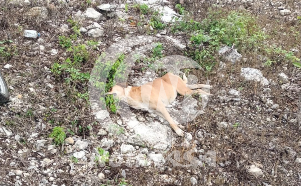 Provocó perro accidente en la carretera Buctzotz–Yalsihón