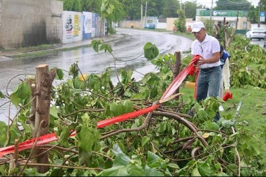Avanza reforestación en Cholul, tras tala ilegal de árboles