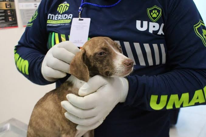 No baja la guardia el Ayuntamiento de Mérida en el tema de las esterilizaciones