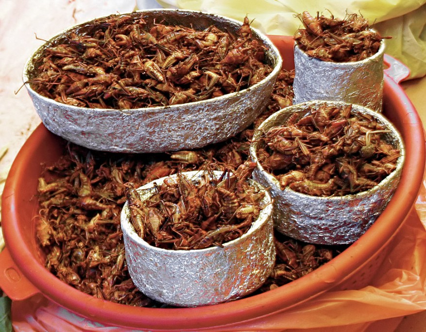 Chapulines, las botanas de los foráneos en Mérida Chapulines, las botanas de los foráneos en Mérida
