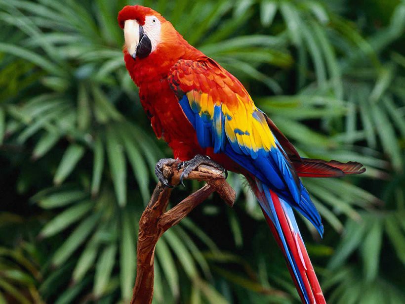 Anuncian la realización del Festival de las Aves de Yucatán Anuncian la realización del Festival de las Aves de Yucatán