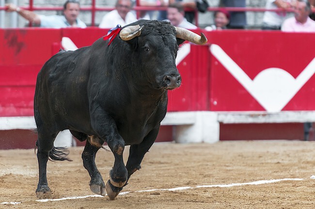 Logra Animal Héroes 4 de 4, suspende 4 corridas en Yucatán