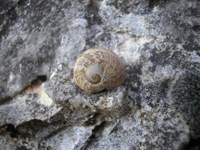 Que no le vendan Caracol Blanco, esta en veda desde hace 19 años. Que no le vendan Caracol Blanco, esta en veda desde hace 19 años.