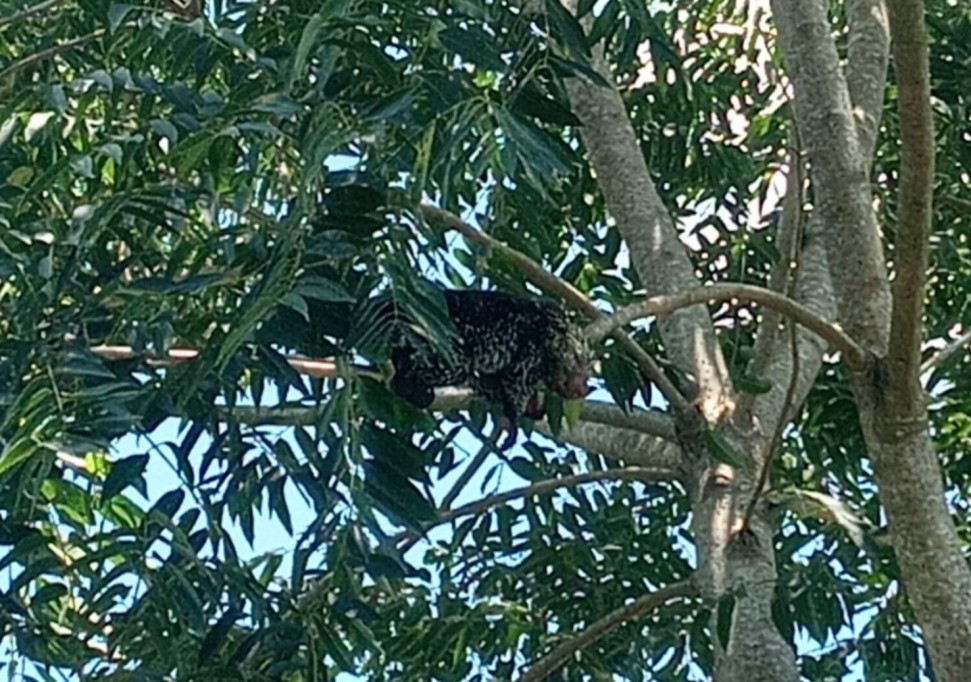 Rescatan a puercoespín de lo alto de un árbol, en Tizimín