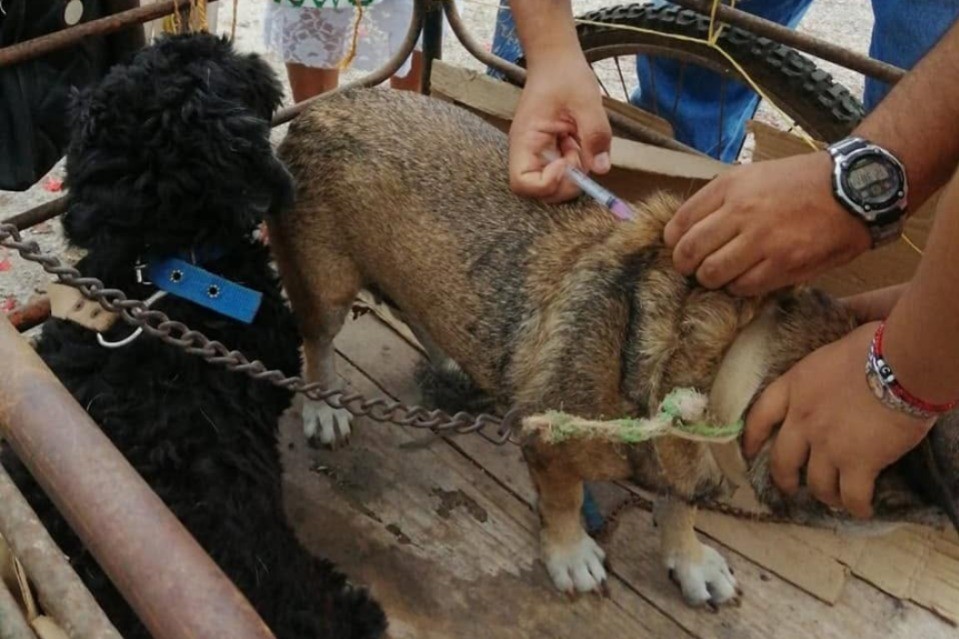 Inicia en Tizimín refuerzo de vacunación antirrábica para mascotas