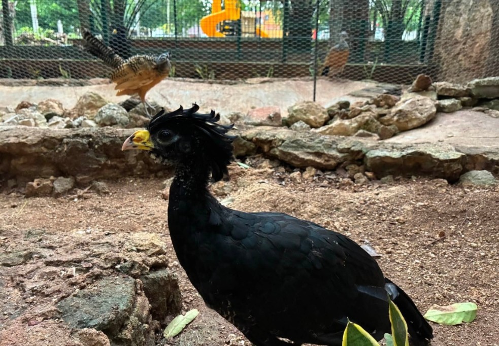 Adecuan espacio en el Zoológico de Tizimín para familia de hocofaisanes