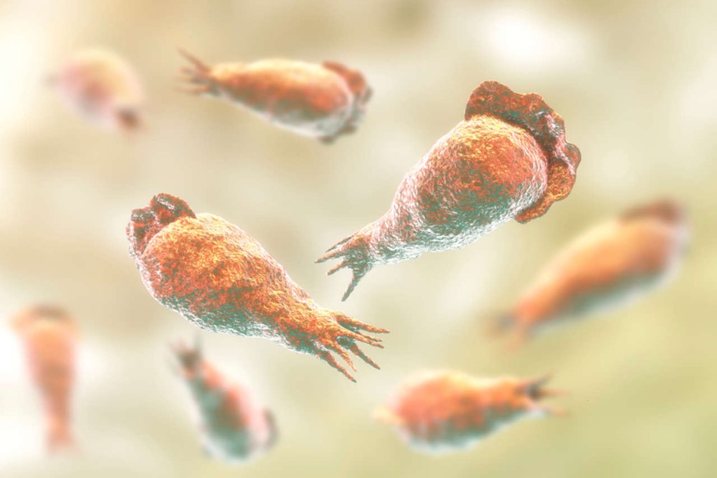 Detectan Ameba Naegleria en seis lagos artificiales de Mérida