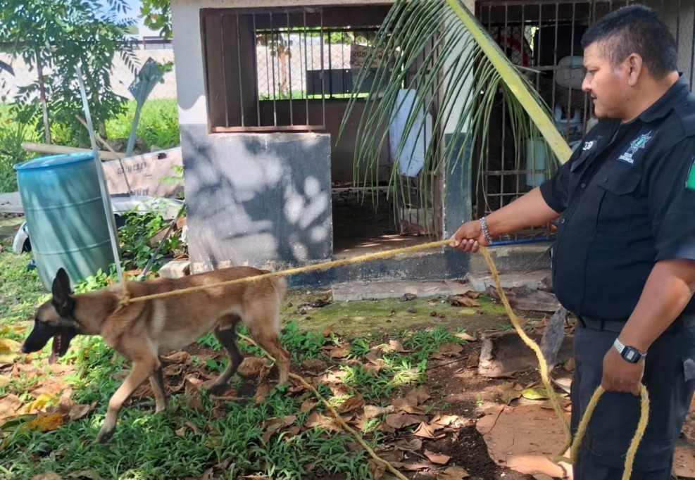 Resguardan a pastor belga extraviado en Tizimín, y la policía busca a su propietario