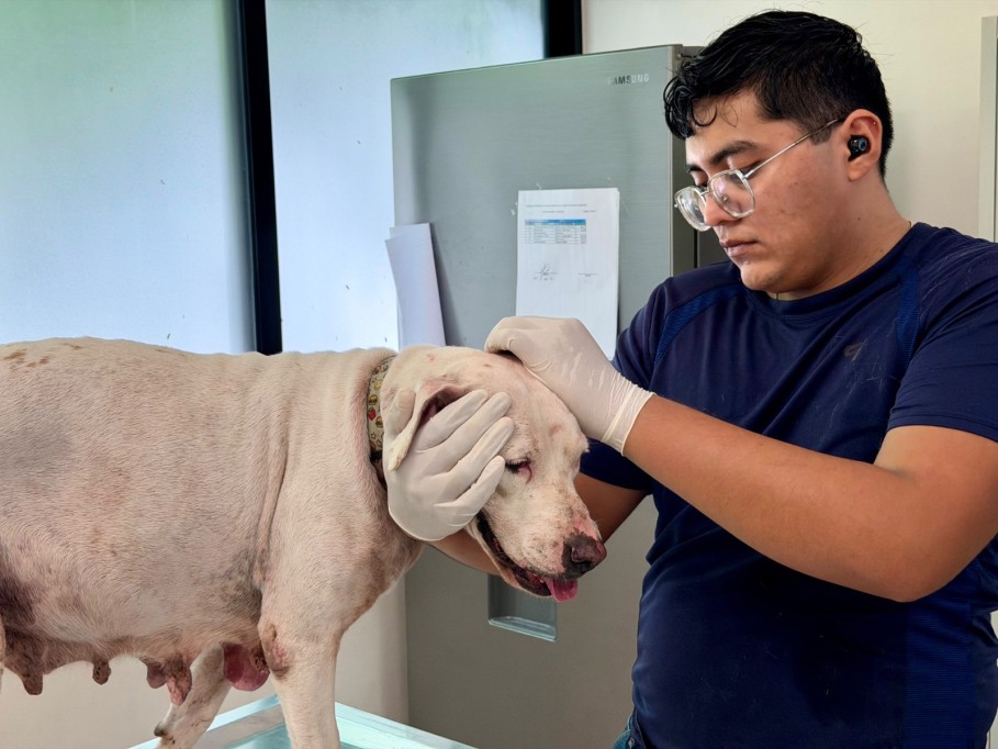 Interpondrá Ayuntamiento de Mérida denuncia por agresión a perrita en la colonia Bojorquez