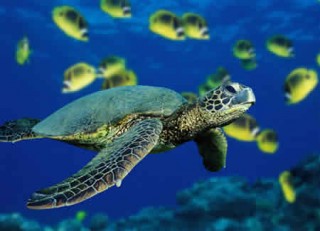 Reptiles, entre las especies animales que más desaparece su población. Reptiles, entre las especies animales que más desaparece su población.