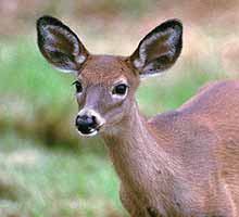 No está en peligro de extinción el venado en Yucatán No está en peligro de extinción el venado en Yucatán